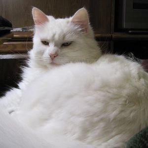 Meet your Posher, Wanda